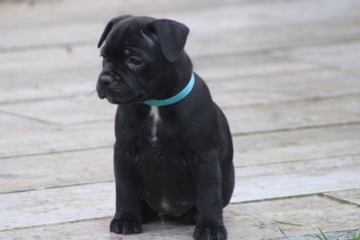 Les chiots de Staffordshire Bull Terrier