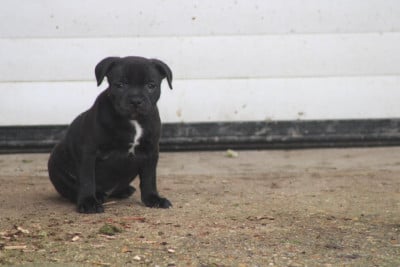 Les chiots de Staffordshire Bull Terrier
