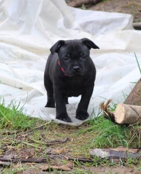 Les chiots de Staffordshire Bull Terrier