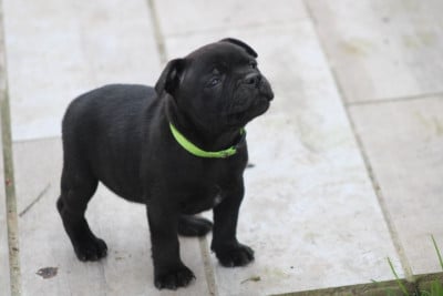 Les chiots de Staffordshire Bull Terrier