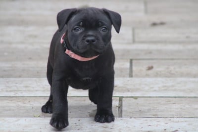 Les chiots de Staffordshire Bull Terrier