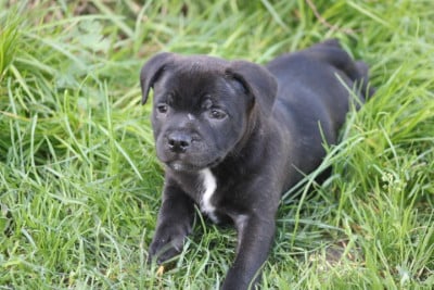 Les chiots de Staffordshire Bull Terrier