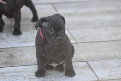 Les chiots de Staffordshire Bull Terrier