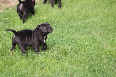 Les chiots de Staffordshire Bull Terrier