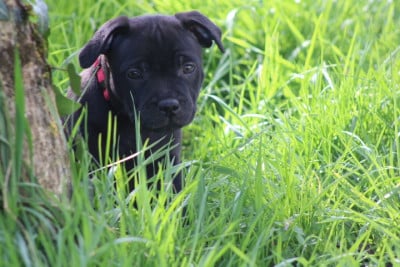 Les chiots de Staffordshire Bull Terrier