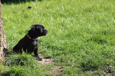 Les chiots de Staffordshire Bull Terrier