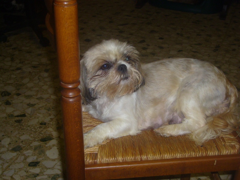 Publication : (Sans Affixe) Auteur : eleveur