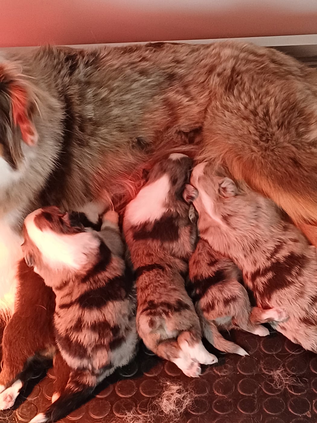 CHIOT 3 - Berger Américain Miniature 