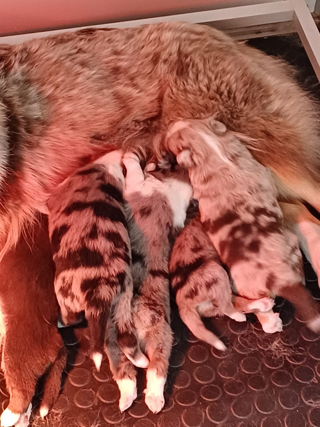 CHIOT 4 - Berger Américain Miniature 