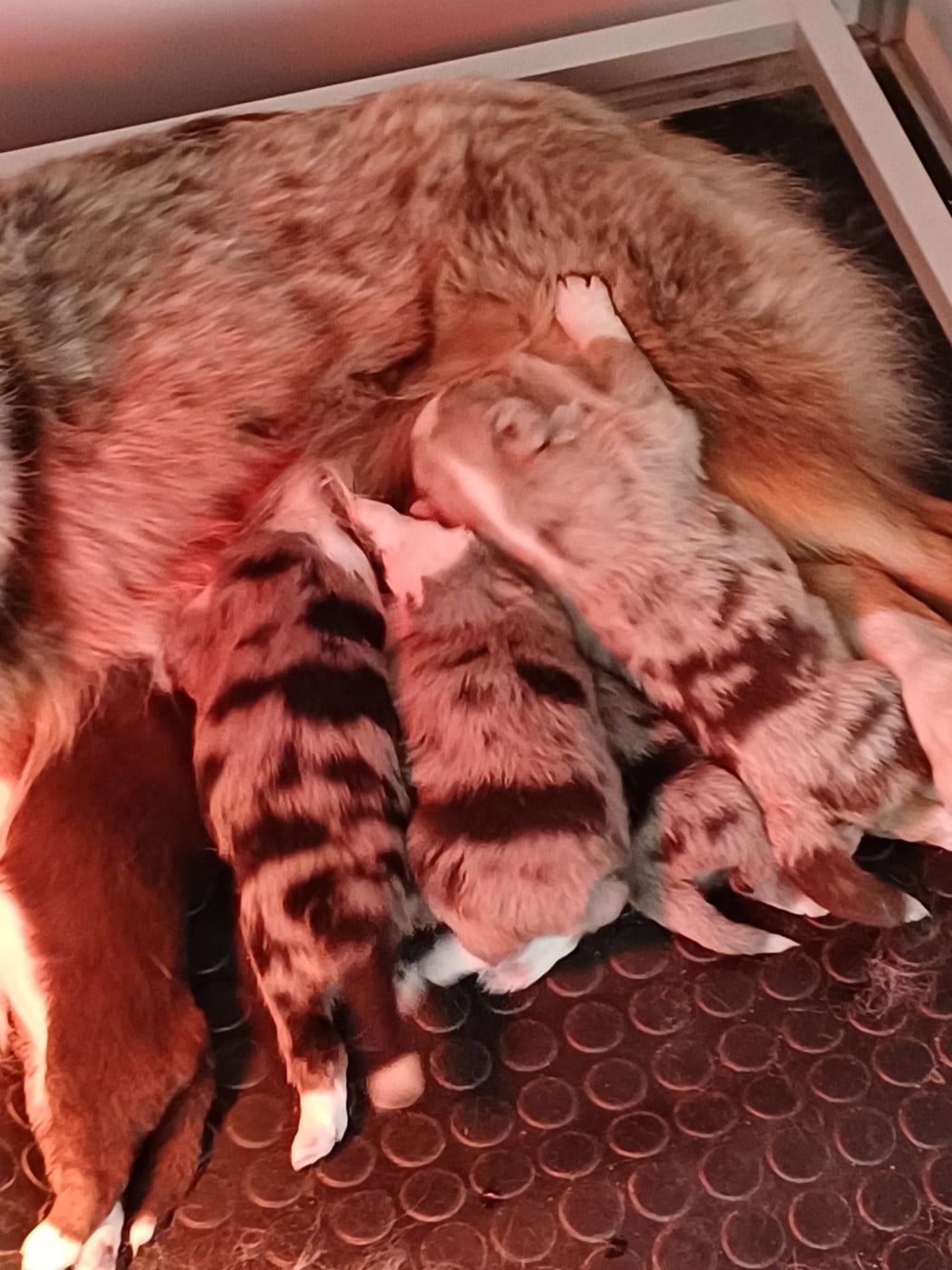 Berger Américain Miniature  - des touches noires