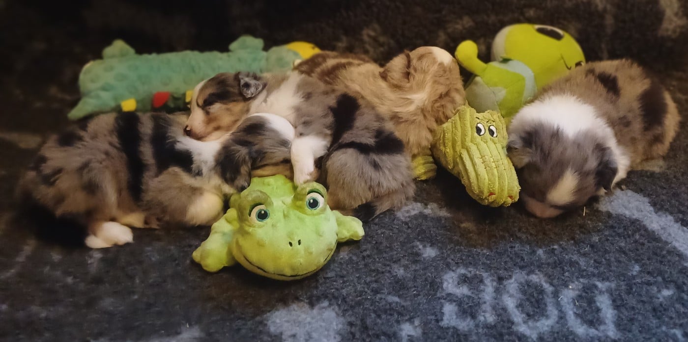 Berger Américain Miniature  - des touches noires