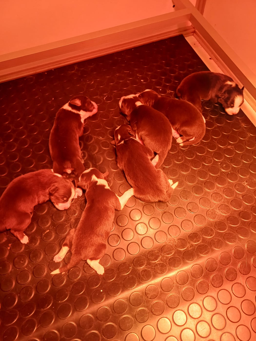 Chiot Berger Américain Miniature