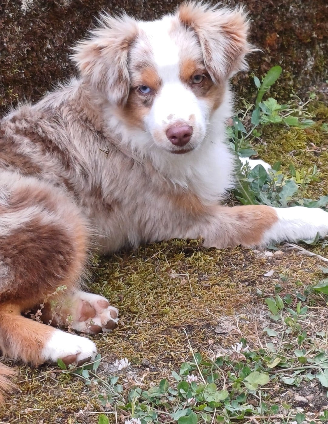 CHIOT 1