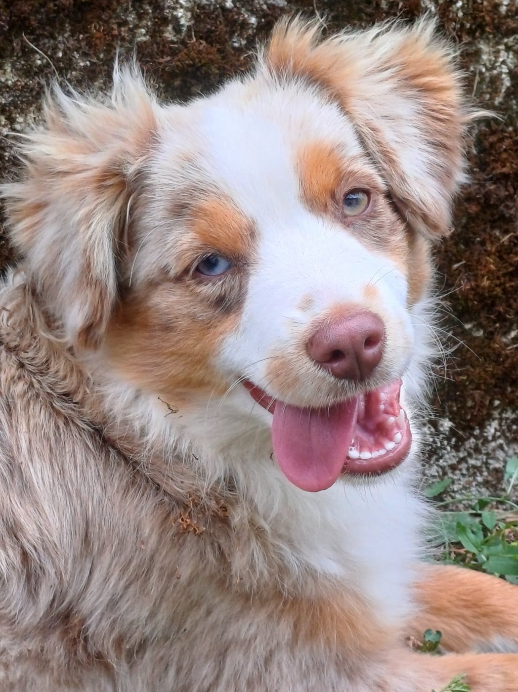 CHIOT 1