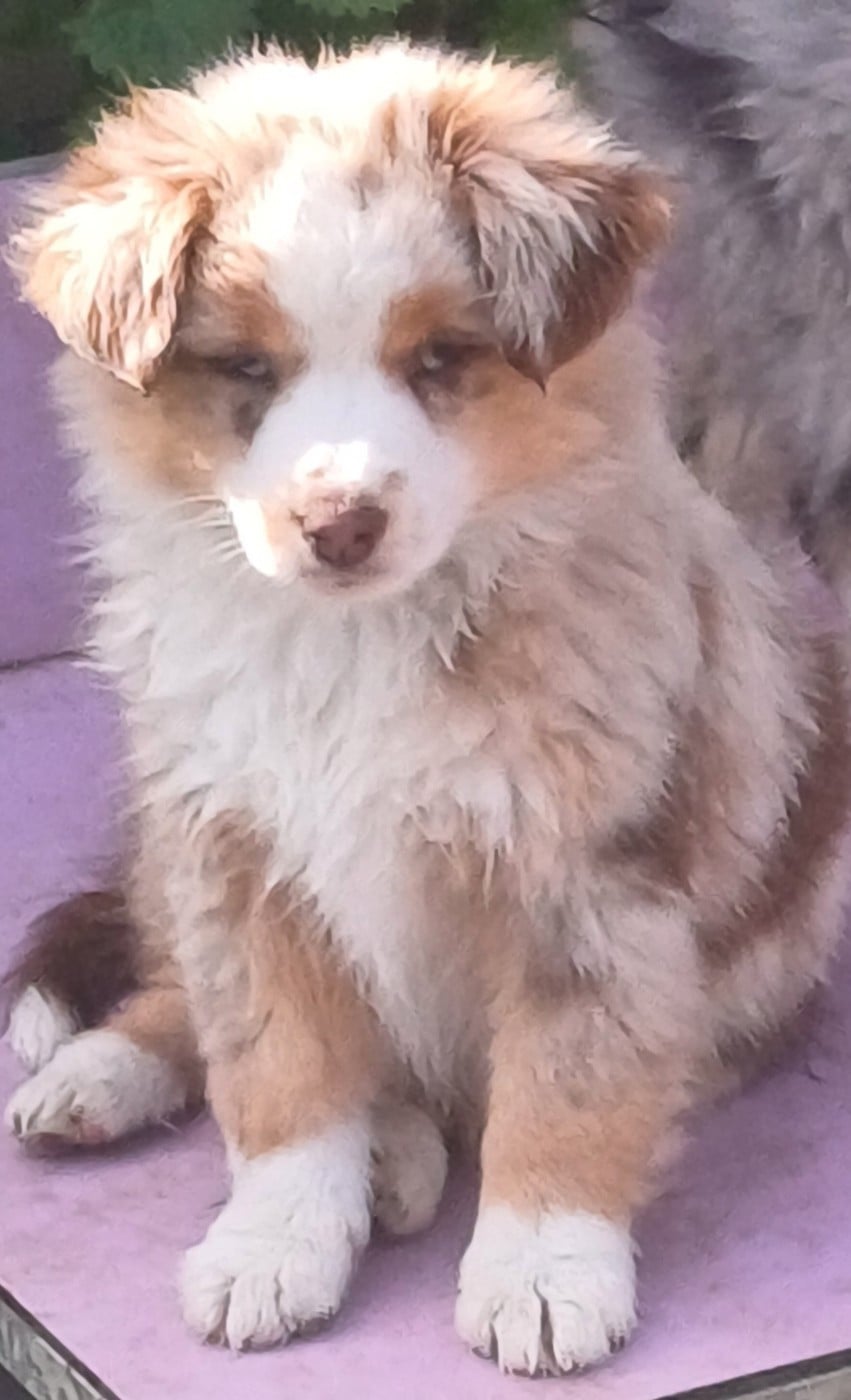 CHIOT 1