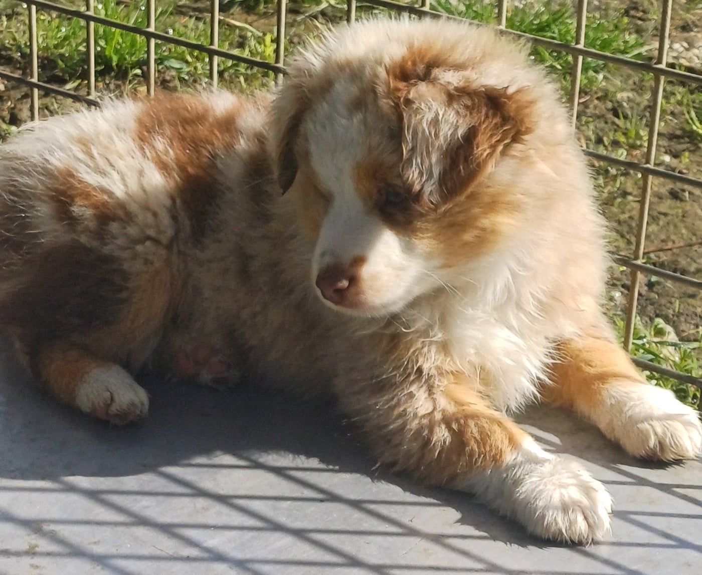 CHIOT 1