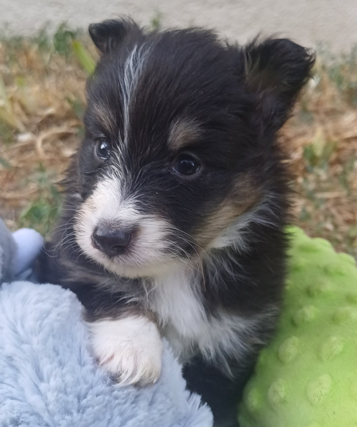 Shetland Sheepdog - des touches noires