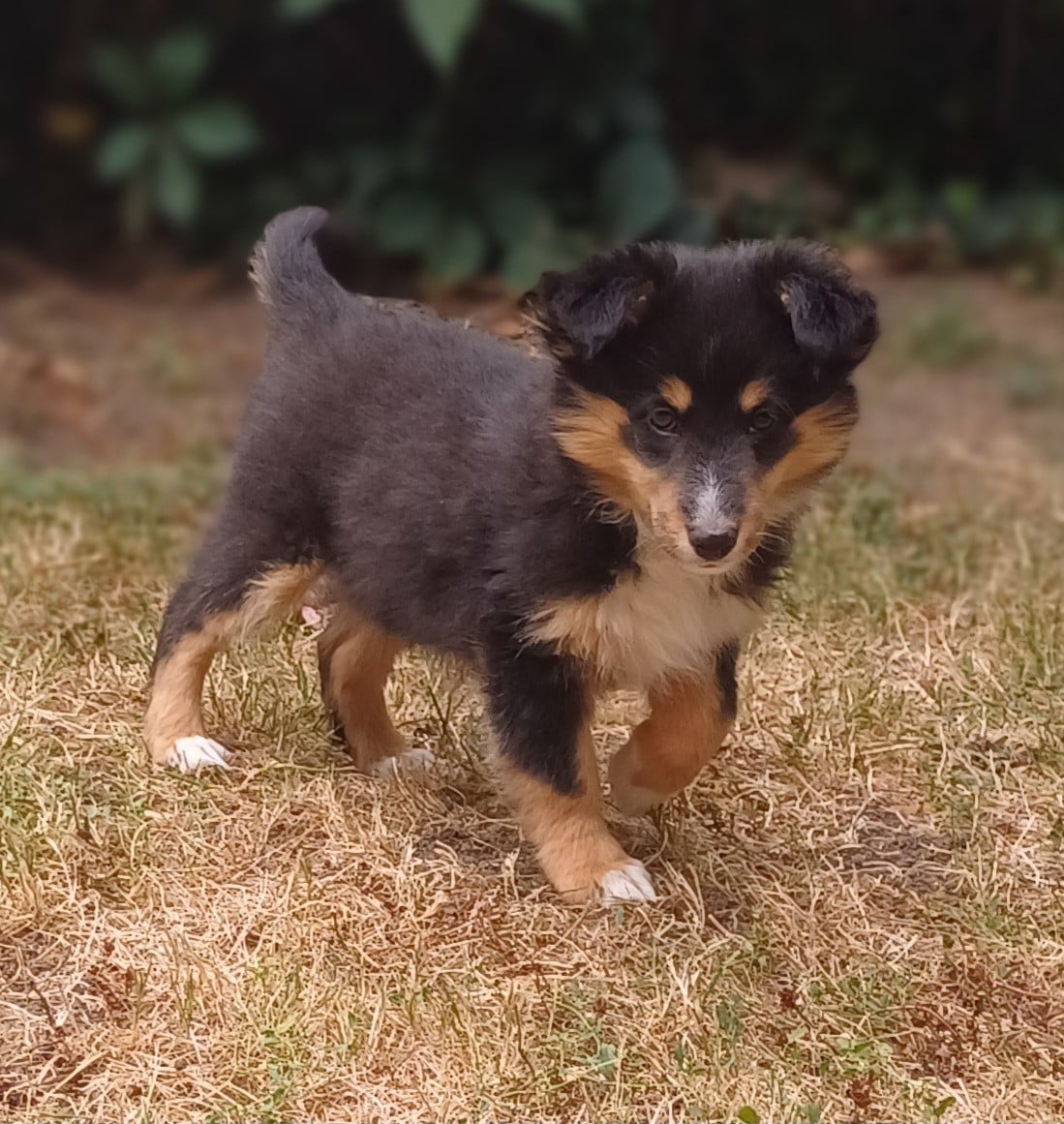 Shetland Sheepdog - des touches noires