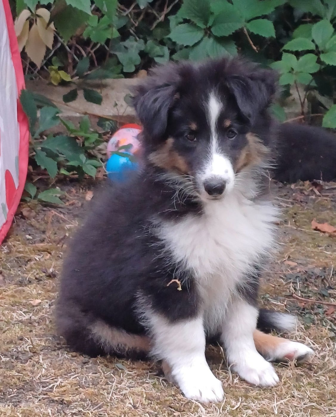 Chiot N°3