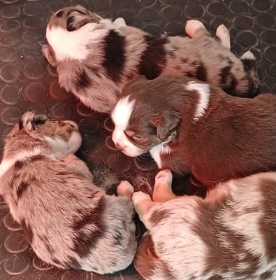 Les chiots de Berger Américain Miniature 