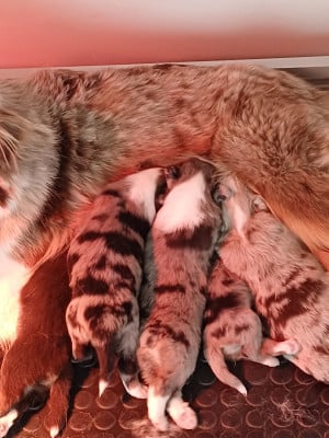 Les chiots de Berger Américain Miniature 