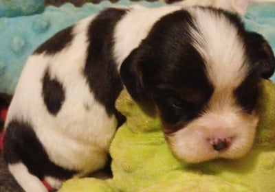 Les chiots de Cavalier King Charles Spaniel