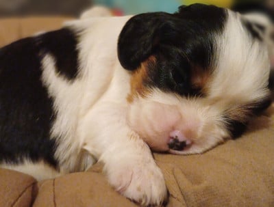 Les chiots de Cavalier King Charles Spaniel