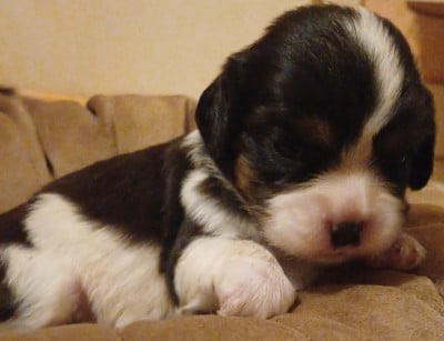 Les chiots de Cavalier King Charles Spaniel