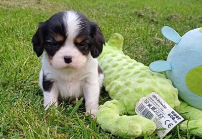 Les chiots de Cavalier King Charles Spaniel