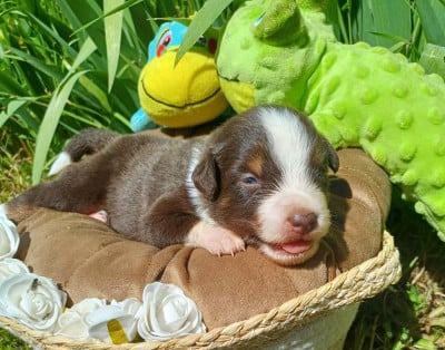 Les chiots de Berger Américain Miniature 