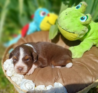 Les chiots de Berger Américain Miniature 