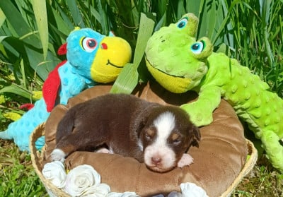 Les chiots de Berger Américain Miniature 