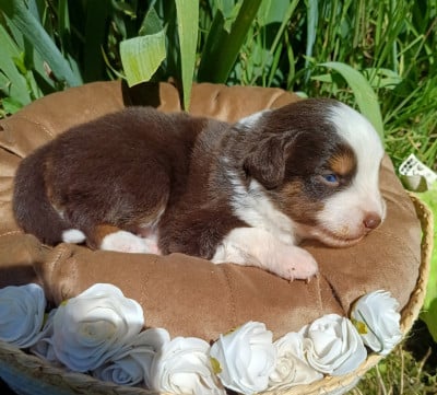 Les chiots de Berger Américain Miniature 