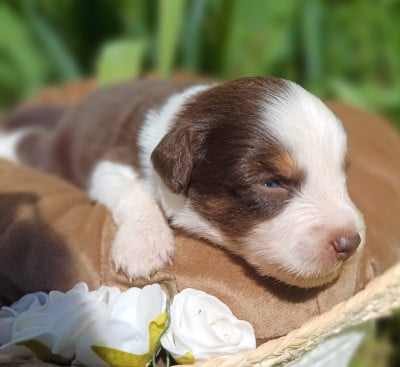 Les chiots de Berger Américain Miniature 