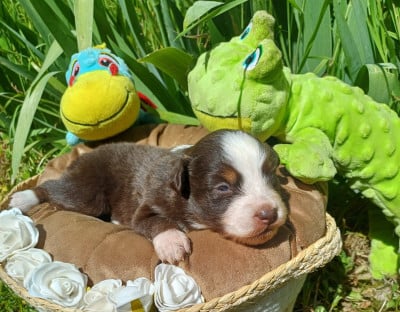 Les chiots de Berger Américain Miniature 