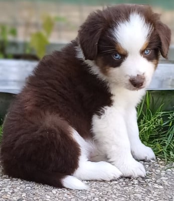 Les chiots de Berger Américain Miniature