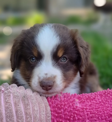 Les chiots de Berger Américain Miniature