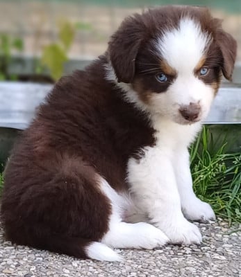 Les chiots de Berger Américain Miniature