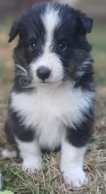 Les chiots de Shetland Sheepdog