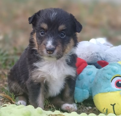 Les chiots de Shetland Sheepdog