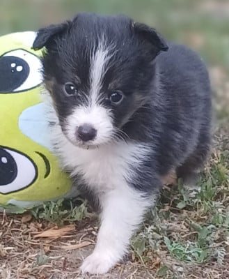 Les chiots de Shetland Sheepdog
