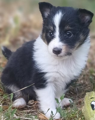 Les chiots de Shetland Sheepdog