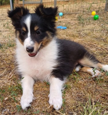 Les chiots de Shetland Sheepdog