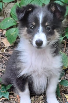 Les chiots de Shetland Sheepdog