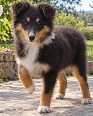 Les chiots de Shetland Sheepdog