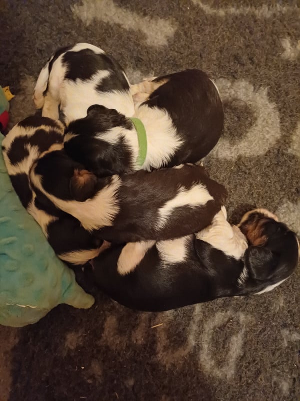 Cavalier King Charles Spaniel - des touches noires