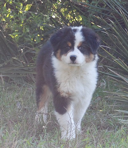 Publication : Of windjana ridge Auteur : Etancelin isabelle