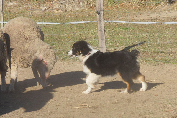 Publication : Of windjana ridge Auteur : Etancelin isabelle