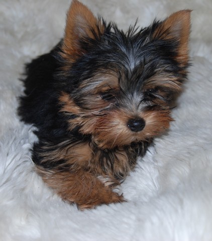 Publication : Of windjana ridge Auteur : etancelin isabelle