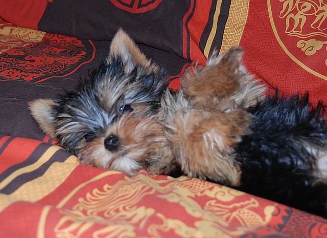 Publication : Of windjana ridge Auteur : etancelin isabelle